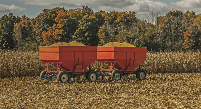 Two red grain wagons full of grain siting in a  corn field that is partially harvested.